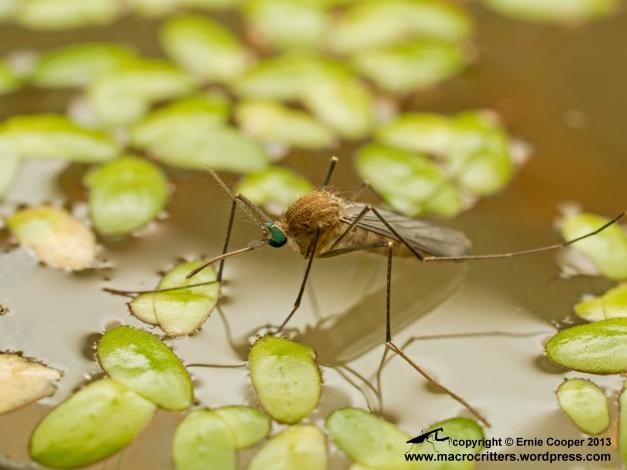 Mosquito photographed just after it had emerged from its aquatic pupa and was standing on the water surface readying itself to fly away